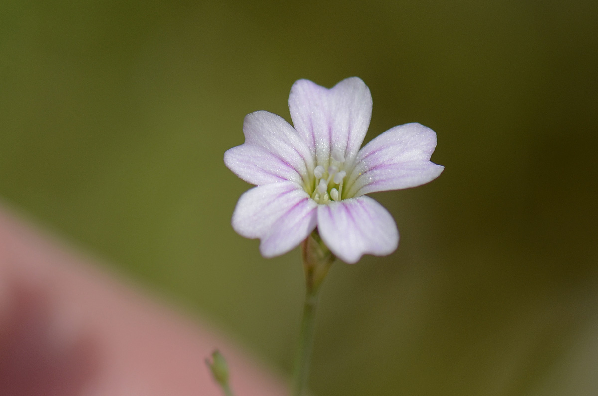 Petrorhagia saxifraga / Garofanina spaccasassi